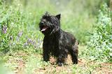 CAIRN TERRIER 584